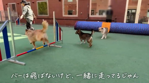 元保護犬