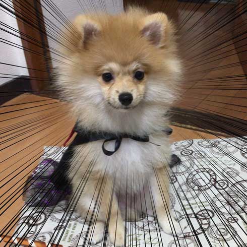 ポメラニアンの進化の過程