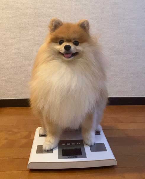 ポメラニアンの進化の過程