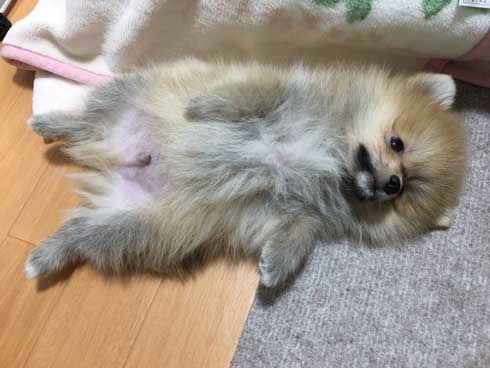 ポメラニアンの進化の過程