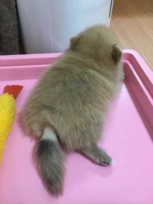 ポメラニアンの進化の過程