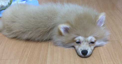 ポメラニアンの進化の過程