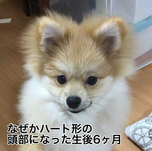 ポメラニアンの進化の過程