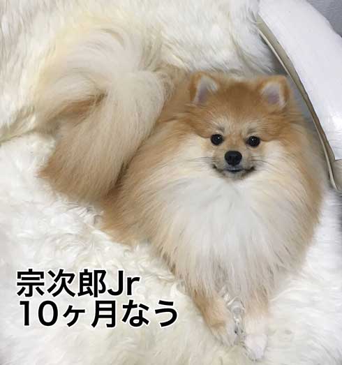 ポメラニアンの進化の過程