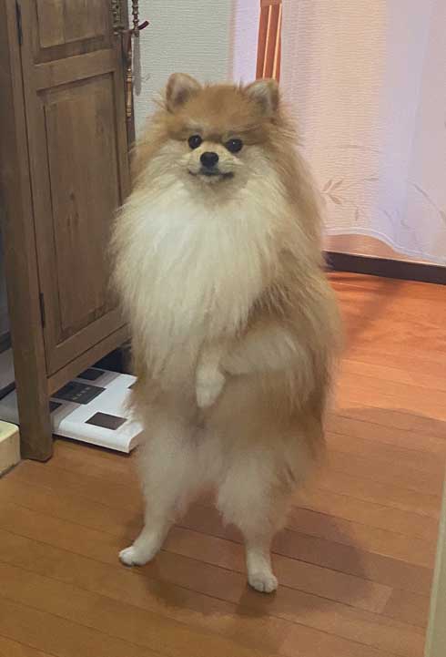 ポメラニアンの進化の過程
