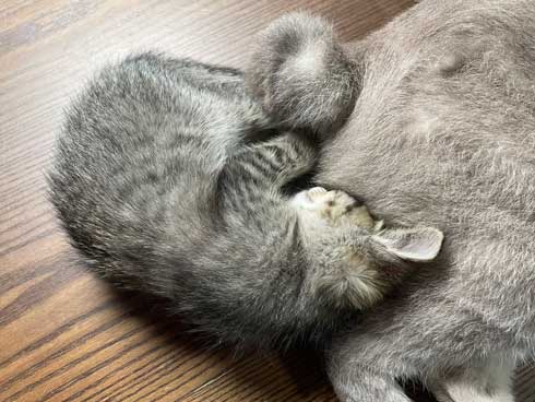 親子のような猫