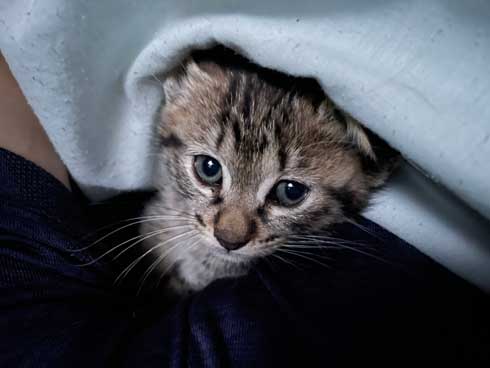 やってきたばかりの猫