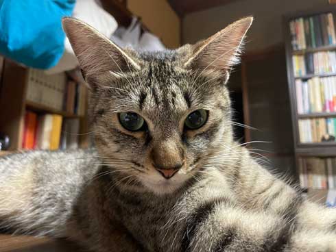 美しい猫に成長