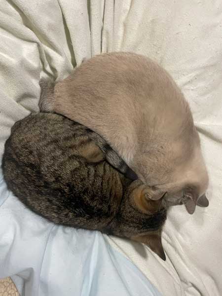 添い寝する猫