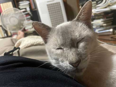 添い寝が好きな猫