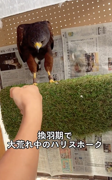 換羽期のハリスホーク