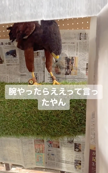 腕とハリスホーク