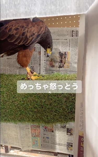 ご機嫌ナナメなハリスホーク