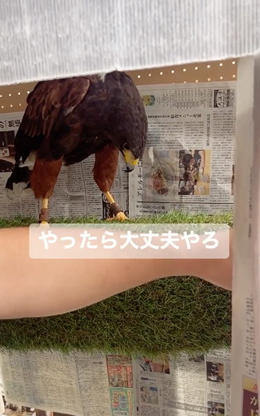 パパとハリスホーク