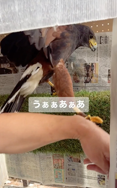 驚くハリスホーク