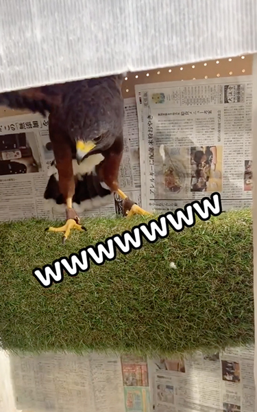 爆笑なハリスホーク