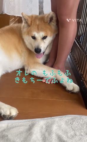 オレのもふもふきもちー