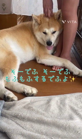 なでられるワンコ