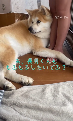 左を見るワンコ