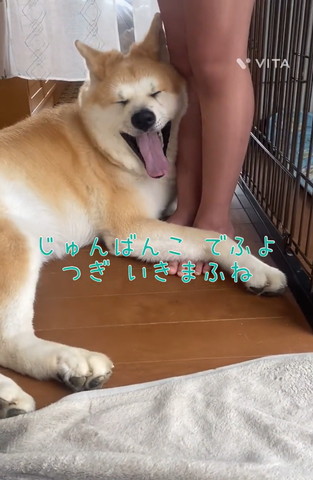 あくびしてるワンコ