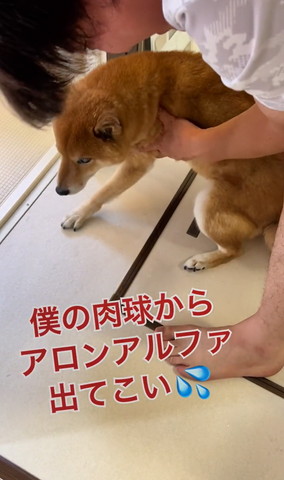僕の肉球からアロンアルフアのテロップ