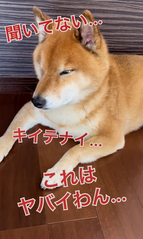 聞いてないテロップ