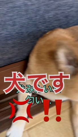 犬ですテロップ