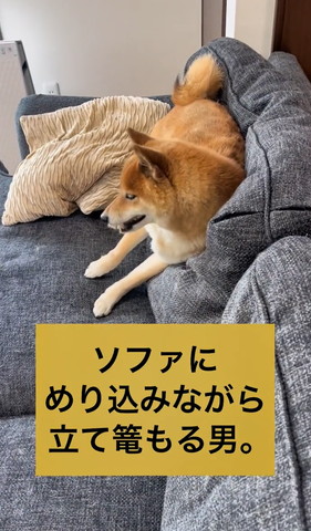 ソファに立てこもる