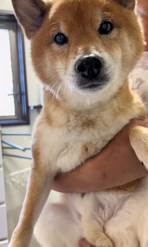抱っこされてるワンコ