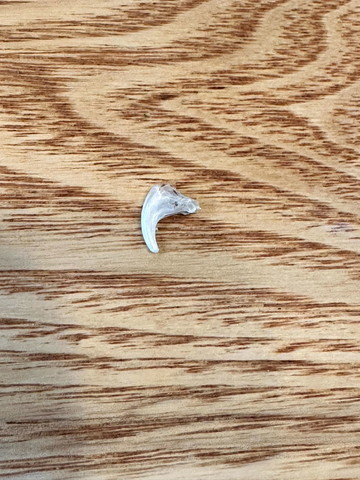 爪さや
