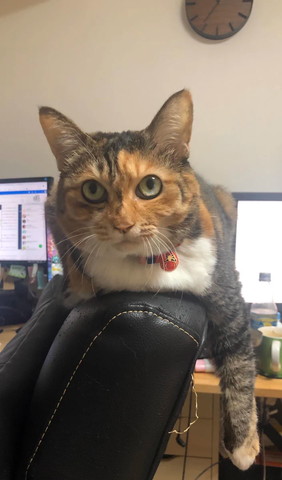 椅子の背もたれに猫