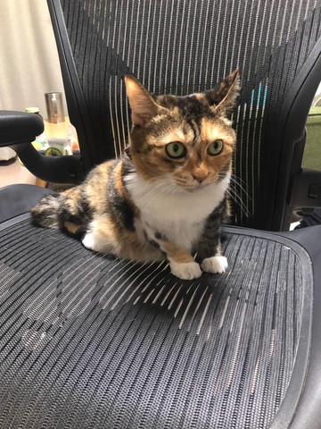 椅子に猫ちゃん