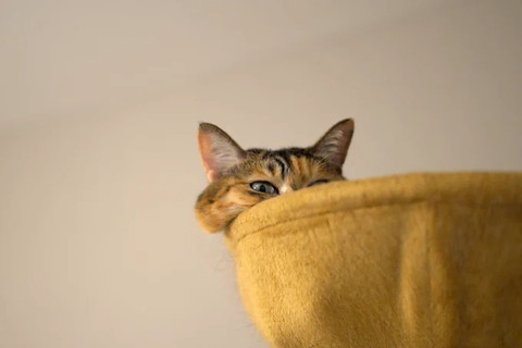ハンモックに顏ほほのせる猫