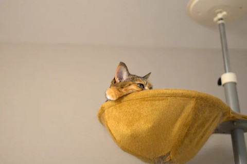 ハンモックに顏ほほのせる猫横顔