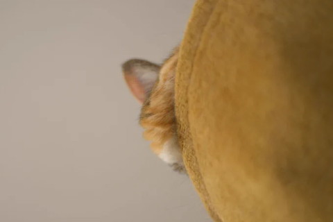 猫ちゃんの頬っぺたアップ