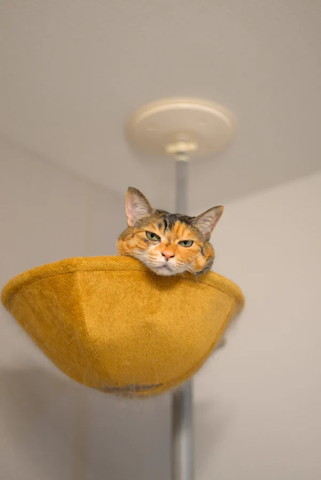 ハンモックから顔出す猫