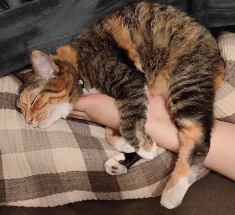 足に抱きつく猫ちゃん