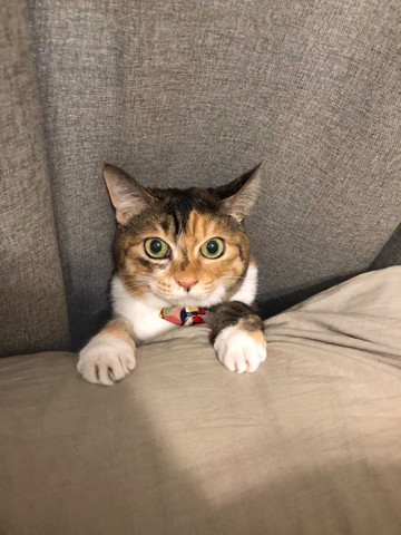 カーテン前でびっくり顔猫ちゃん