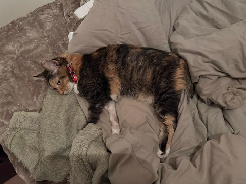 ふとんの上で寝てる猫