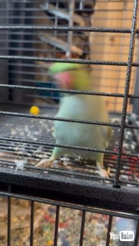 揺れるインコ