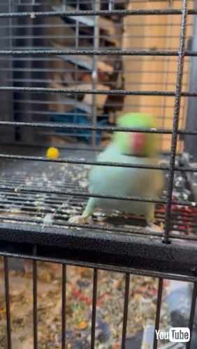 愉快なインコ