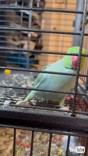 Party Parrotみたいなインコ