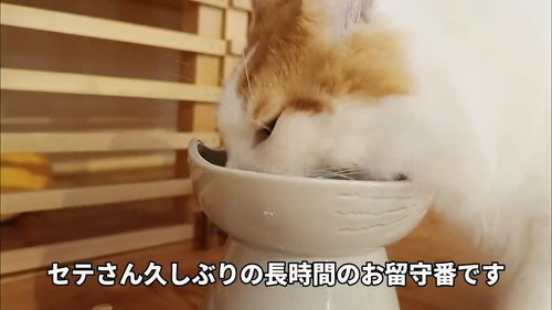 長時間の留守番