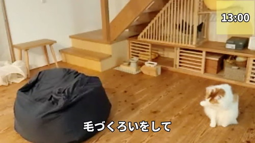 毛づくろい