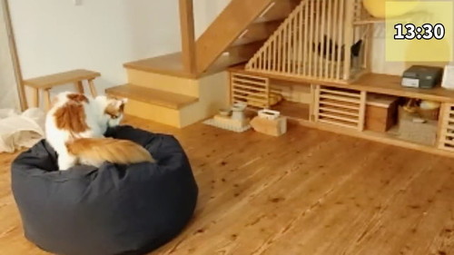 クッション