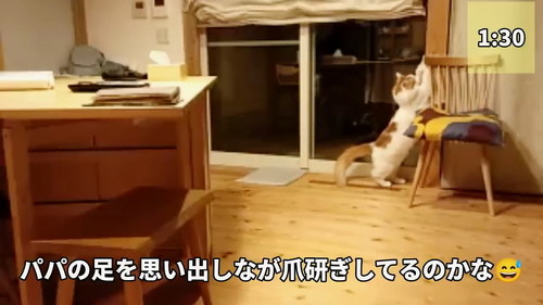 爪とぎ