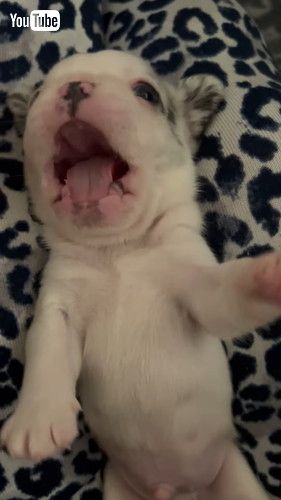 フレンチブルドッグの赤ちゃん