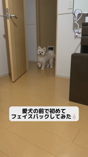 犬