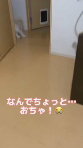 フェースパックしたら愛犬が怖がる