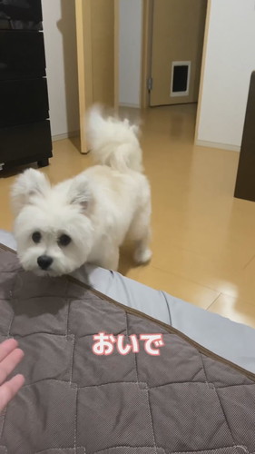 フェースパックしたら愛犬が怖がる